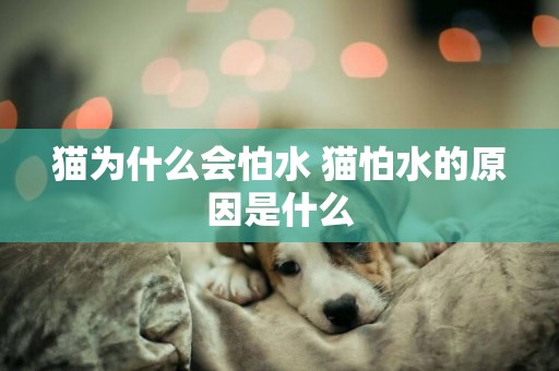 貓為什么會怕水 貓怕水的原因是什么 貓為什么會怕水 貓怕水的原因是什么