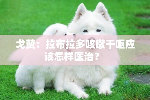 戈贊：拉布拉多咳嗽干嘔應該怎樣醫治？ 