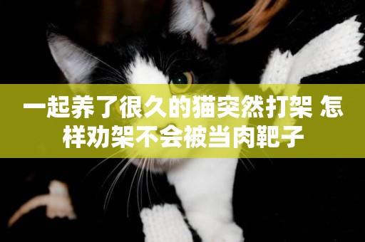 一起養了很久的貓突然打架 怎樣勸架不會被當肉靶子