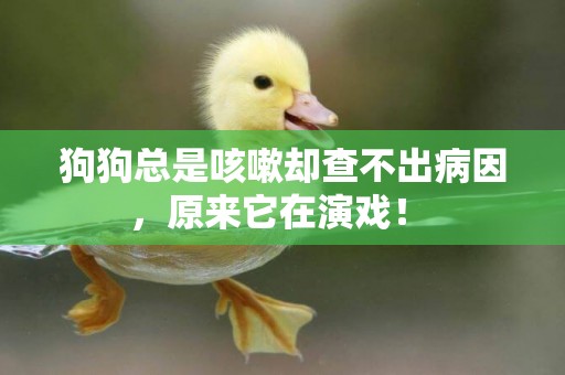 狗狗總是咳嗽卻查不出病因，原來它在演戲！ 