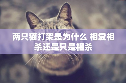 兩只貓打架是為什么 相愛相殺還是只是相殺