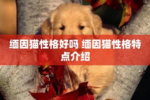 緬因貓性格好嗎 緬因貓性格特點介紹