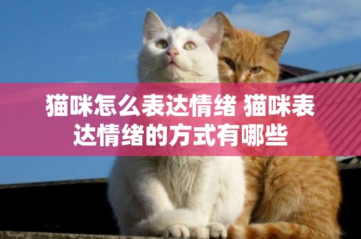 貓咪怎么表達情緒 貓咪表達情緒的方式有哪些
