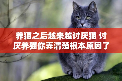 養貓之后越來越討厭貓 討厭養貓你弄清楚根本原因了嗎？