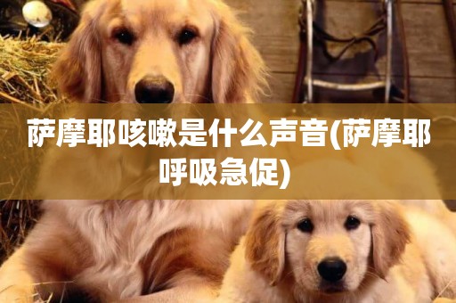 薩摩耶咳嗽是什么聲音(薩摩耶呼吸急促) 