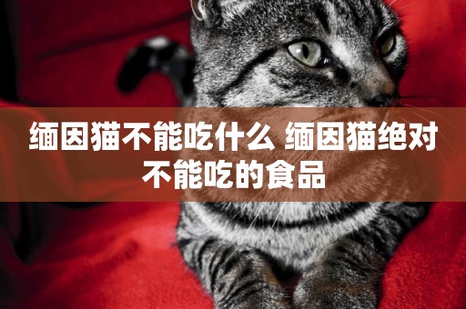 緬因貓不能吃什么 緬因貓絕對不能吃的食品
