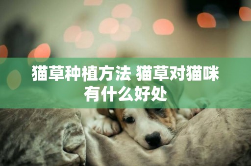 貓草種植方法 貓草對貓咪有什么好處