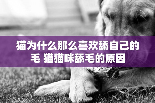 貓為什么那么喜歡舔自己的毛 貓貓咪舔毛的原因
