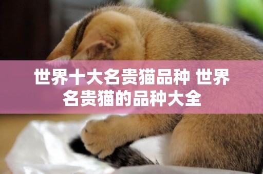 世界十大名貴貓品種 世界名貴貓的品種大全