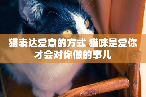 貓表達愛意的方式 貓咪是愛你才會對你做的事兒 貓表達愛意的方式 貓咪是愛你才會對你做的事兒