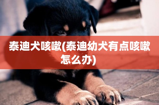 泰迪犬咳嗽(泰迪幼犬有點咳嗽怎么辦) 