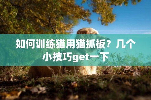 如何訓練貓用貓抓板？幾個小技巧get一下