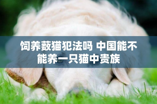 飼養藪貓犯法嗎 中國能不能養一只貓中貴族
