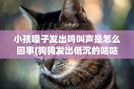 小孩嗓子發出鳴叫聲是怎么回事(狗狗發出低沉的咕咕聲) 