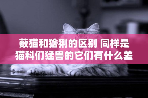 藪貓和猞猁的區別 同樣是貓科們猛獸的它們有什么差別