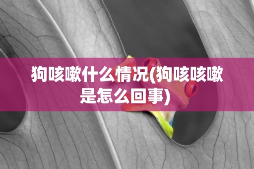 狗咳嗽什么情況(狗咳咳嗽是怎么回事) 
