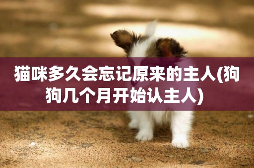貓咪多久會忘記原來的主人(狗狗幾個月開始認主人) 