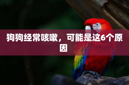 狗狗經常咳嗽，可能是這6個原因 