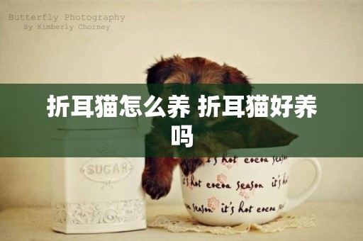 折耳貓怎么養 折耳貓好養嗎