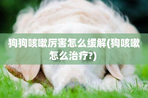 狗狗咳嗽厲害怎么緩解(狗咳嗽怎么治療?) 