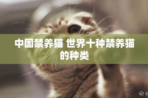 中國禁養貓 世界十種禁養貓的種類