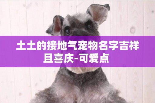 土土的接地氣寵物名字吉祥且喜慶-可愛點 