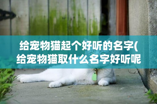 給寵物貓起個好聽的名字(給寵物貓取什么名字好聽呢) 