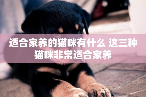 適合家養的貓咪有什么 這三種貓咪非常適合家養 適合家養的貓咪有什么 這三種貓咪非常適合家養