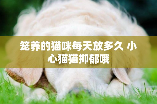 籠養的貓咪每天放多久 小心貓貓抑郁哦