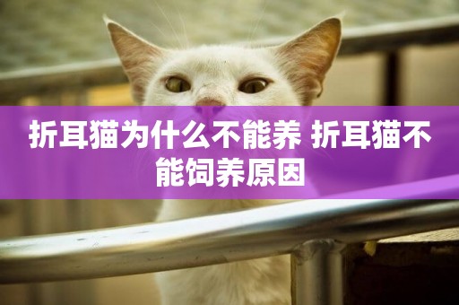 折耳貓為什么不能養 折耳貓不能飼養原因