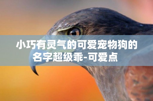 小巧有靈氣的可愛寵物狗的名字超級乖-可愛點 