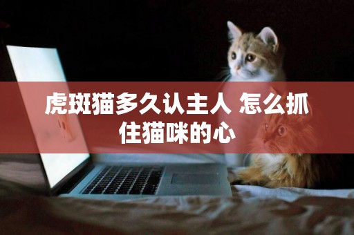 虎斑貓多久認主人 怎么抓住貓咪的心