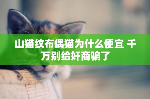 山貓紋布偶貓為什么便宜 千萬別給奸商騙了
