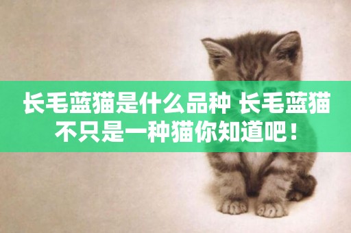 長毛藍貓是什么品種 長毛藍貓不只是一種貓你知道吧！