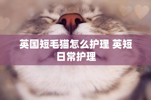 英國短毛貓怎么護理 英短日常護理