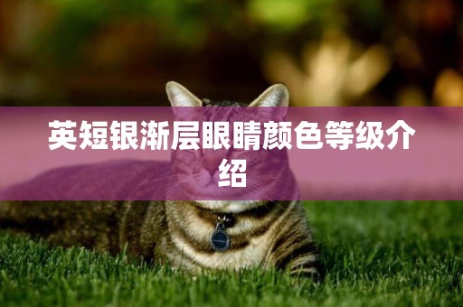 英短銀漸層眼睛顏色等級介紹