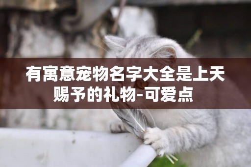 有寓意寵物名字大全是上天賜予的禮物-可愛點 