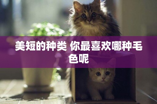 美短的種類 你最喜歡哪種毛色呢
