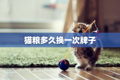 貓糧多久換一次牌子