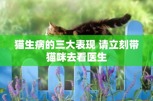 貓生病的三大表現 請立刻帶貓咪去看醫生