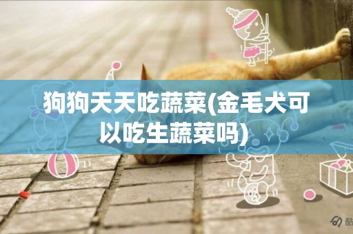 狗狗天天吃蔬菜(金毛犬可以吃生蔬菜嗎) 