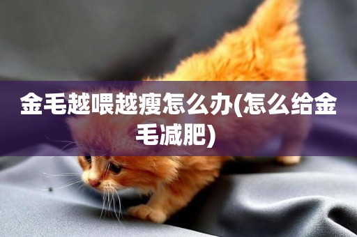 金毛越喂越瘦怎么辦(怎么給金毛減肥) 