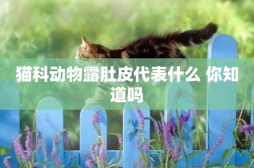 貓科動物露肚皮代表什么 你知道嗎