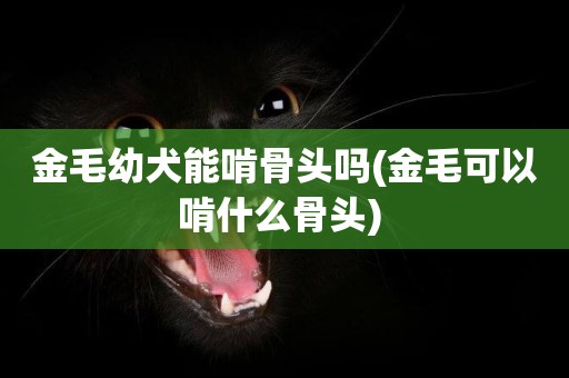 金毛幼犬能啃骨頭嗎(金毛可以啃什么骨頭) 