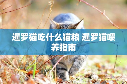 暹羅貓吃什么貓糧 暹羅貓喂養指南