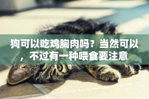 狗可以吃雞胸肉嗎？當然可以，不過有一種喂食要注意 