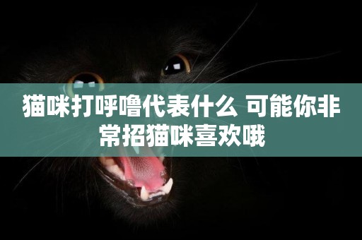 貓咪打呼嚕代表什么 可能你非常招貓咪喜歡哦