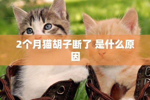 2個月貓胡子斷了 是什么原因