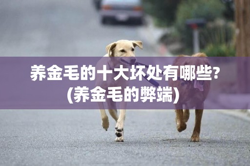 養金毛的十大壞處有哪些?(養金毛的弊端) 