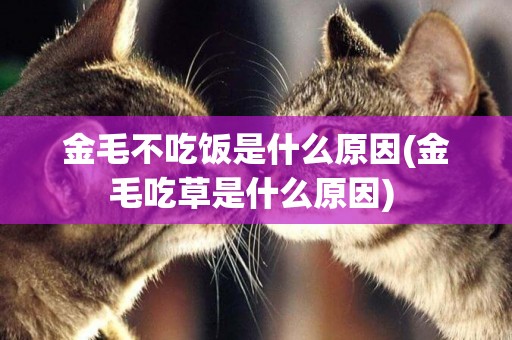 金毛不吃飯是什么原因(金毛吃草是什么原因) 